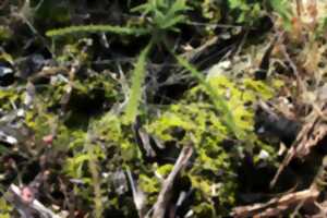 Escapades Nature : Les plantes carnivores
