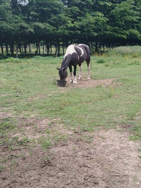 location de terrain pour notre refuge chevaux