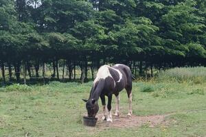 location de terrain pour notre refuge chevaux