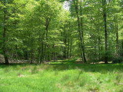 photo Bota Sophro forêt de Cerisy