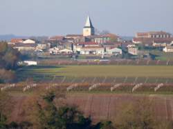 photo Aide viticole