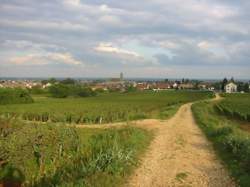 photo Les 38èmes Journées Gourmandes de Marsannay