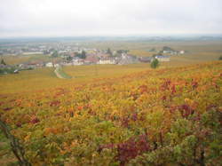 photo Des vins de carac’terre