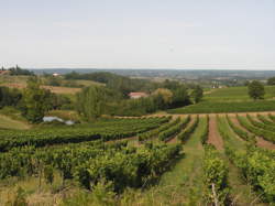 photo Ouvrier / Ouvrière en viticulture