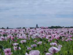 photo Ouvrier agricole polyvalent / Ouvrière agricole polyvalente