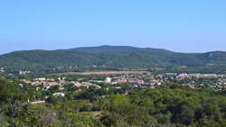 photo FÊTE DES VENDANGES