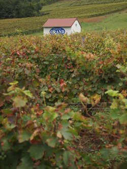 photo Visite : GAEC Saint-Lamain Légumes - Les Rendez-vous à la terre