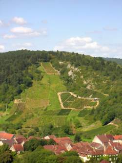 photo Sortie Découverte - Plantes sauvages comestibles et médicinales de la vallée de la Loue