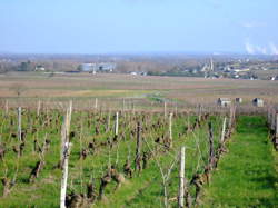 photo Randonnée pédestre dans le vignoble – Clos des Cordeliers