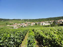 photo Apéritif champenois du samedi - Champagne Andrieux-Lefort