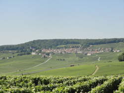 photo Vendanges au Champagne Fernand Lemaire