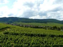 photo Visite chez le vigneron au domaine André VIELWEBER