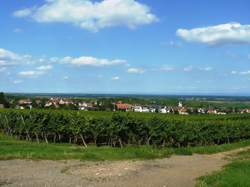 photo Visites commentées du Sentier viticole des Grands Crus - Domaine Schaller Edgard