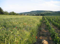 photo Marché des Vendanges