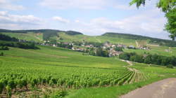 photo Ouvrier viticole / Ouvrière viticole