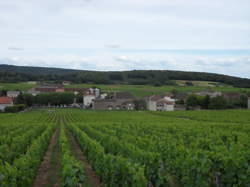 photo Randonnée pédestre entre monts et vignes