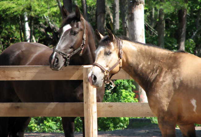 Journée du Cheval