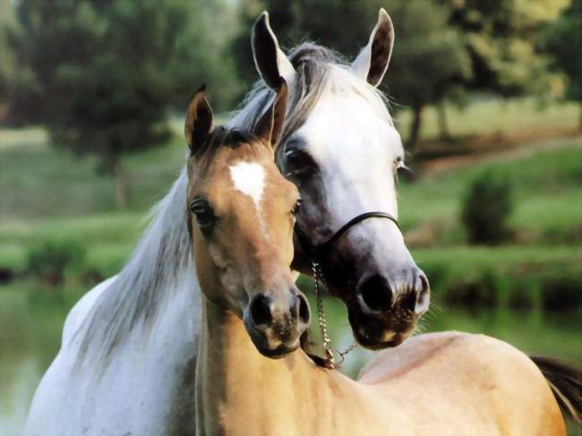 Journée du Cheval