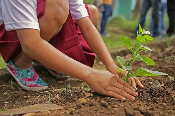 Compost mûr au jardin