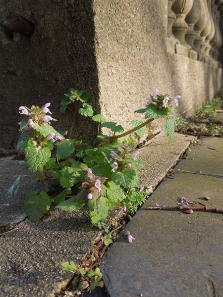 Flore de ma rue