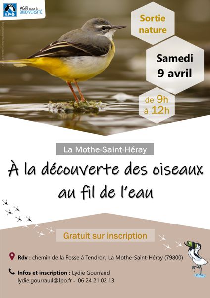 À la découverte des oiseaux au fil de l'eau