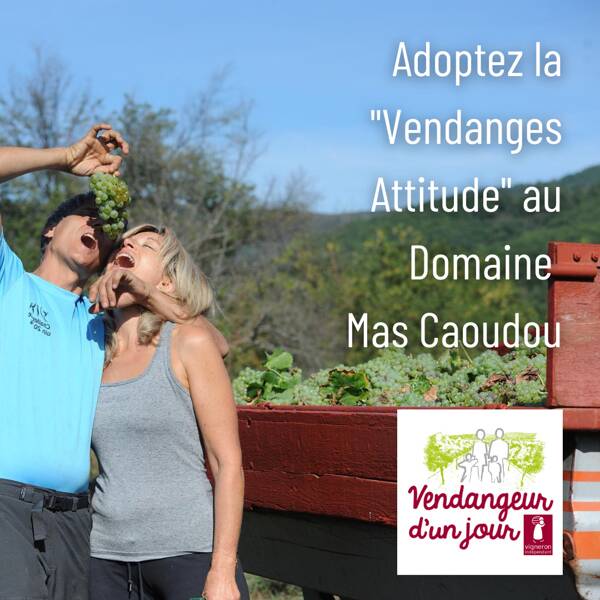 Vendangeur d'un Jour® au Domaine Mas Caoudou