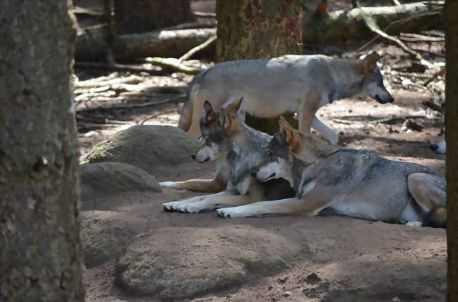 EXPOSTION : « LES LOUPS »