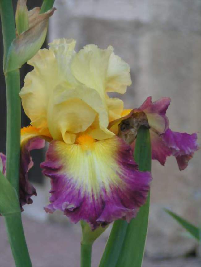 Fête des Iris Cayeux