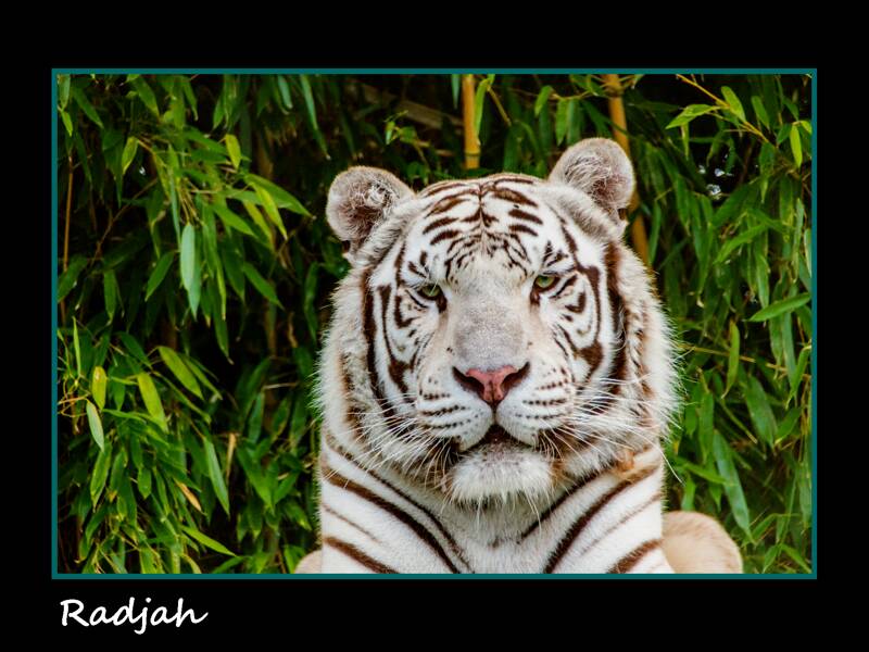 Carnaval au Zoo d'Asson