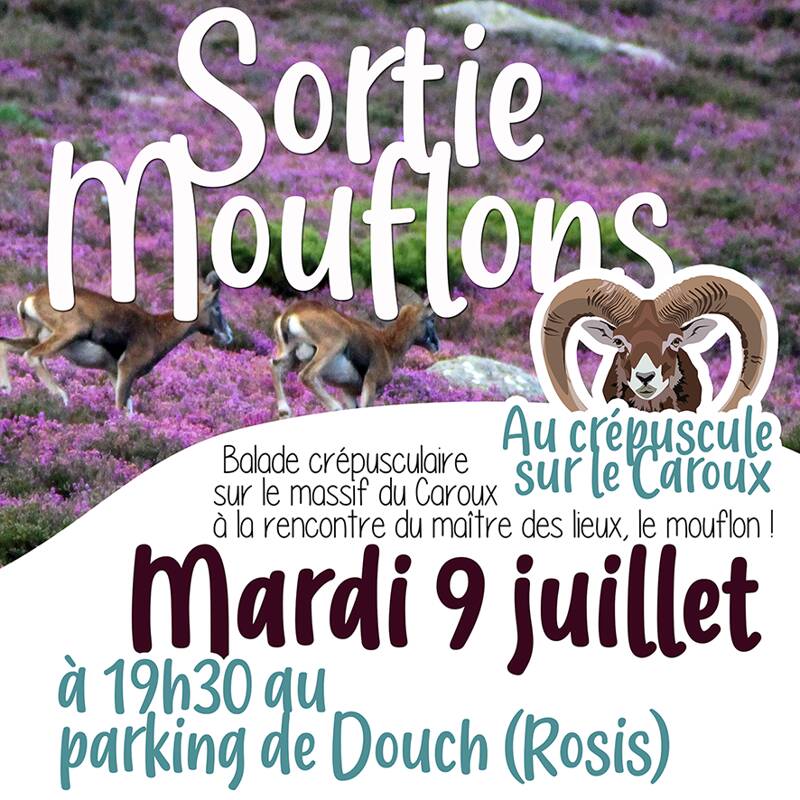 Sortie Mouflons