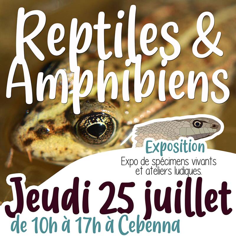 Reptiles & Amphibiens