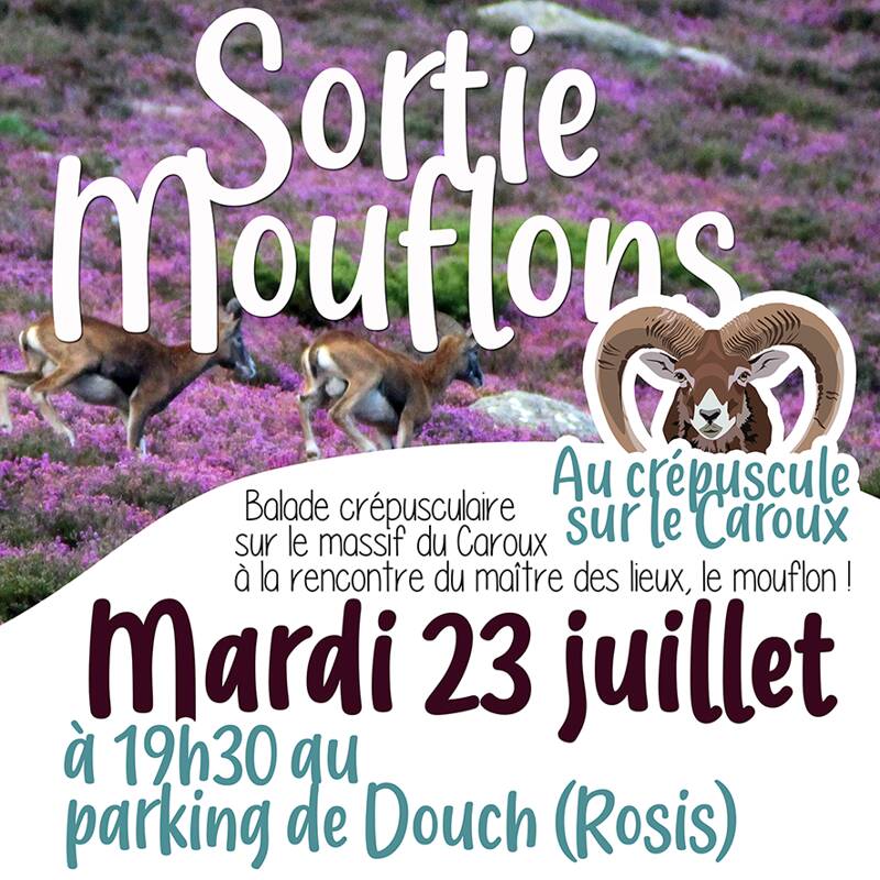 Sortie mouflons