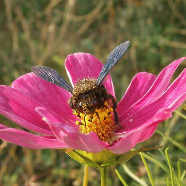 Sorties nature - Trame jaune - sur les chemins agricoles