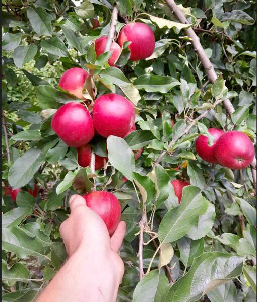 Cueillette de pommes au Verger à petits prix !