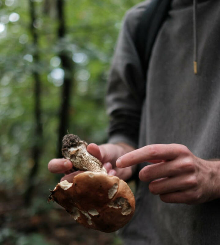 Introduction à la mycologie