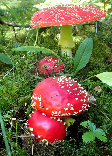 La nature en automne -champignons et fruits sauvages