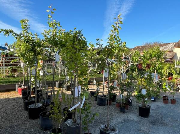 Foire aux plantes et marché artisanal