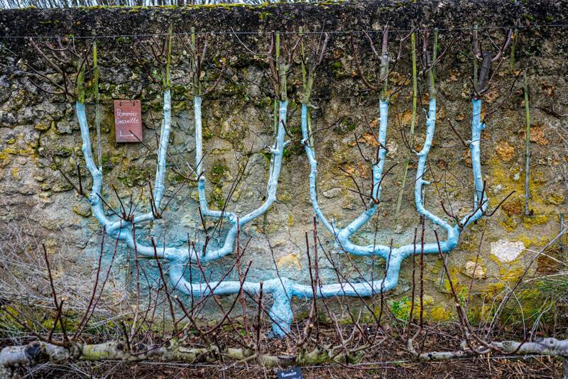 Journées mondiales de l'espalier au Château de Valmer