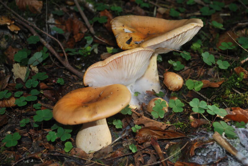 La nature en automne - champignons et fruits sauvages