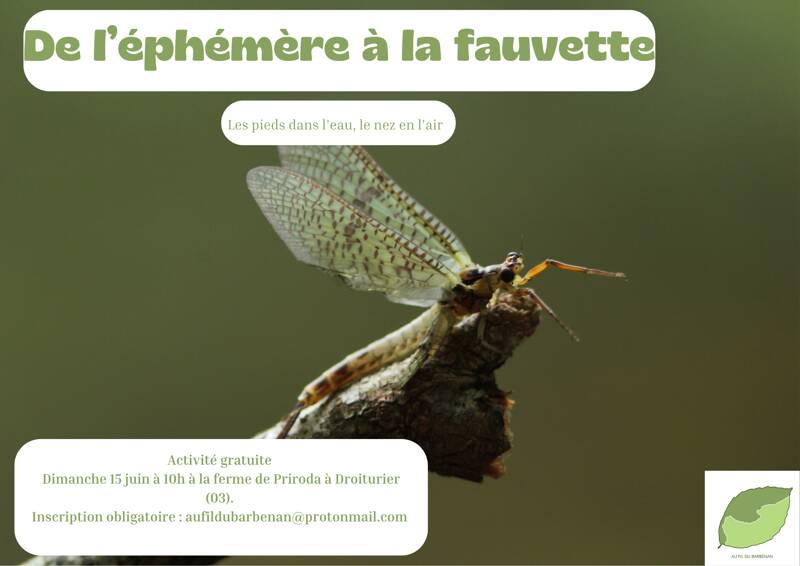 De l'éphémère à la fauvette