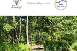 Balade formation découverte dégustation plantes sauvages comestibles