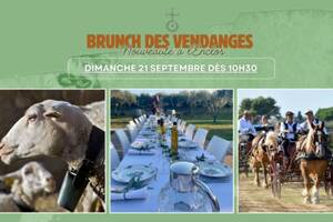 Brunch des Vendanges - Découverte du domaine familial & vendanges participatives