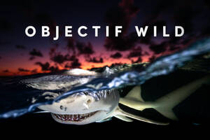 Projection & Conférence : Objectif Wild - Face à face avec les requins