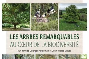 Les arbres remarquables au coeur de la biodiversité | Projection-rencontre