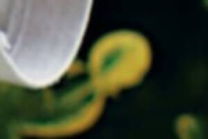 photo Fete de la soupe