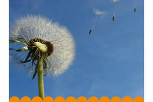 Atelier Le voyage des graines