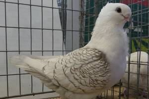 photo Exposition de pigeons de race