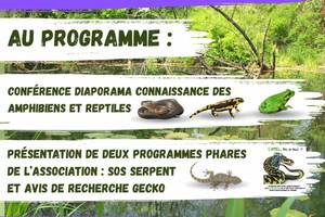 Conférence : A la découverte des amphibiens et reptiles