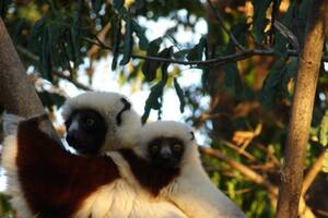 Madagascar, l’île rouge