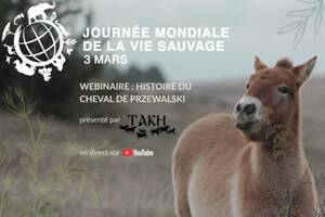webinaire : l'histoire du cheval de Przewalski